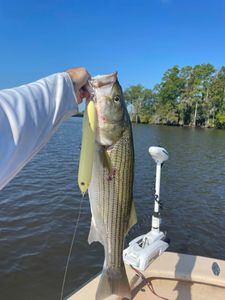 Striped bass caught while fishing in NC