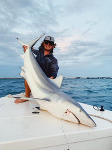 Blacktip shark, 43 inches, caught fishing in Sarasota