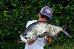 Tarpon fish caught while fishing in Sarasota