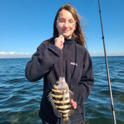 Impressive catch of a Sheepshead fish in Crawfordville