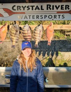 Photo of 3 sheepshead fish caught in Crawfordville