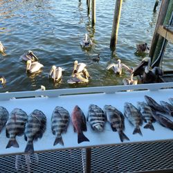 7 Sheepshead fish caught in FL
