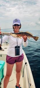 Spotted Weakfish caught while fishing in Crawfordville