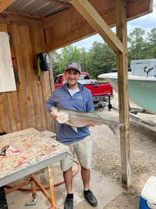 Striped bass fish