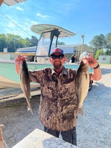 Striped bass fishing