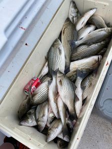 Lake fishing