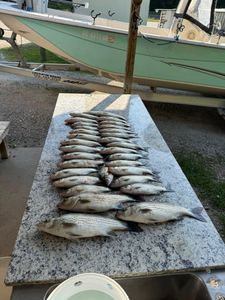 Four white bass caught while fishing in South Carolina
