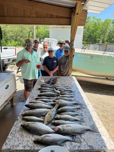 Four striped bass caught while fishing in SC