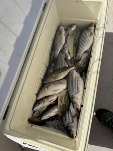 Cooler full of freshly caught striped bass, white bass, and spotted bass from North Augusta SC fishing trip