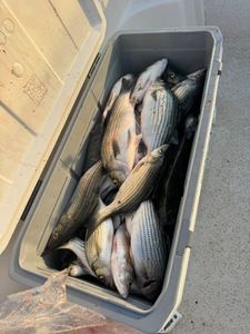 Cooler full of freshly caught striped bass and white bass from North Augusta SC fishing trip