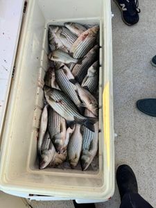 Cooler full of freshly caught white bass and striped bass from North Augusta SC fishing trip