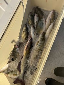 Three fish caught while fishing in North Augusta