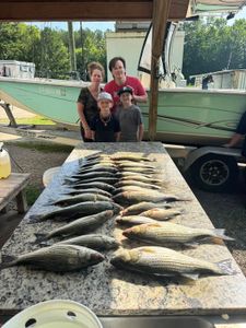Large catch of striped bass displayed on cleaning table after successful fishing trip in North Augusta SC