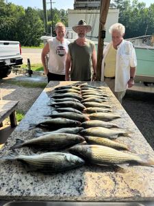 Fresh caught striped bass displayed on cleaning table at North Augusta SC fishing dock