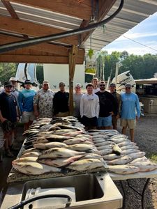 Large catch of striped bass displayed on cleaning table at North Augusta SC fishing marina