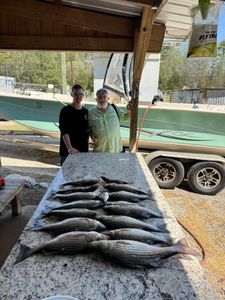 Striped bass fishing catch displayed on cleaning table in North Augusta SC