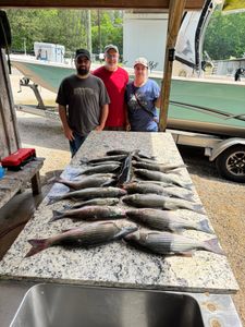 Fresh caught striped bass displayed on cleaning table at North Augusta SC fishing location