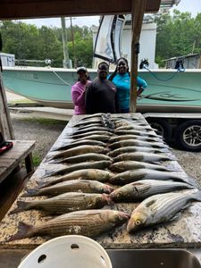 Fresh caught striped bass displayed on cleaning table after successful fishing trip in North Augusta SC