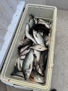 Fresh caught striped bass and white perch in cooler from North Augusta SC fishing trip