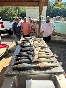 Large catch of striped bass displayed on cleaning table at North Augusta SC fishing dock