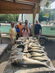 Large striped bass fishing catch displayed on cleaning table in North Augusta SC