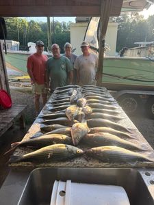 Large catch of striped bass laid out on cleaning table at North Augusta SC marina with fishing boats in background