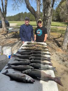 Large catch of striped bass displayed on cleaning table in North Augusta SC