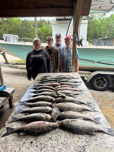 Large catch of striped bass laid out on cleaning table at North Augusta SC fishing dock with boat in background