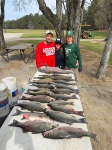 Successful striped bass fishing trip displaying multiple caught fish on cleaning table in North Augusta SC
