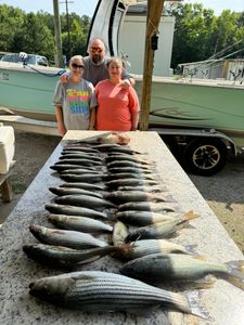 Two striped bass, 51 inches long, caught in North Augusta