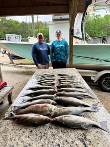 Successful striped bass fishing trip with multiple fish displayed on cleaning table in North Augusta SC
