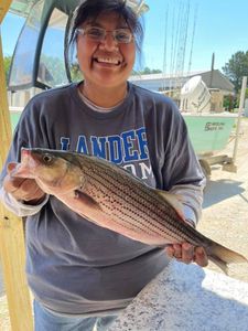 Striped bass caught in SC during fishing trip