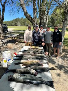 Successful fishing trip displaying multiple striped bass and spotted bass catch laid out on cleaning table in North Augusta SC