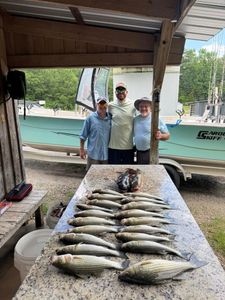 Three anglers with striped bass catch in North Augusta