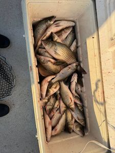 Scenic view of 3 fish caught in SC