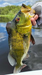 Fort Lauderdale bass fishing pros