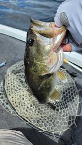 Bass thrills in Fort Lauderdale lakes