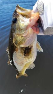 Fish-Species