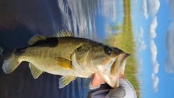 Fish-Species