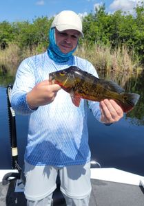 One of his first NICE Everglades Peacock! 