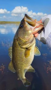 FEB-1 Bass on Swimbait