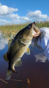 FEB-1 Bass #2