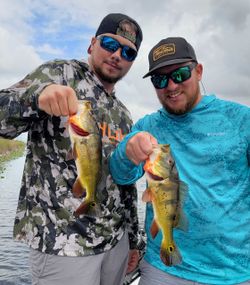 Bass bites by Fort Lauderdale docks
