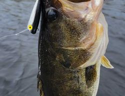Fish-Species