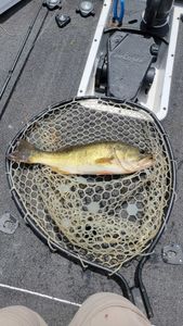 Bass on the net in Fort Lauderdale