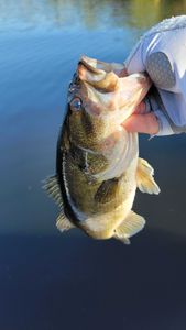 Fish-Species