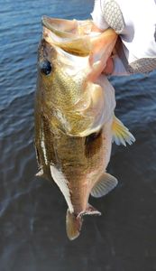Fish-Species