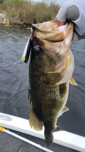Fish-Species