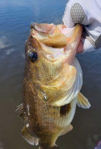 Hooked a bass in Fort Lauderdale