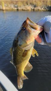 Fish-Species